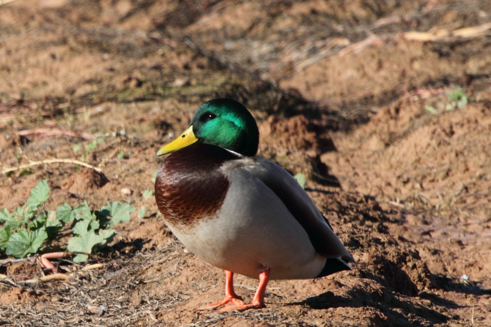 Mallard