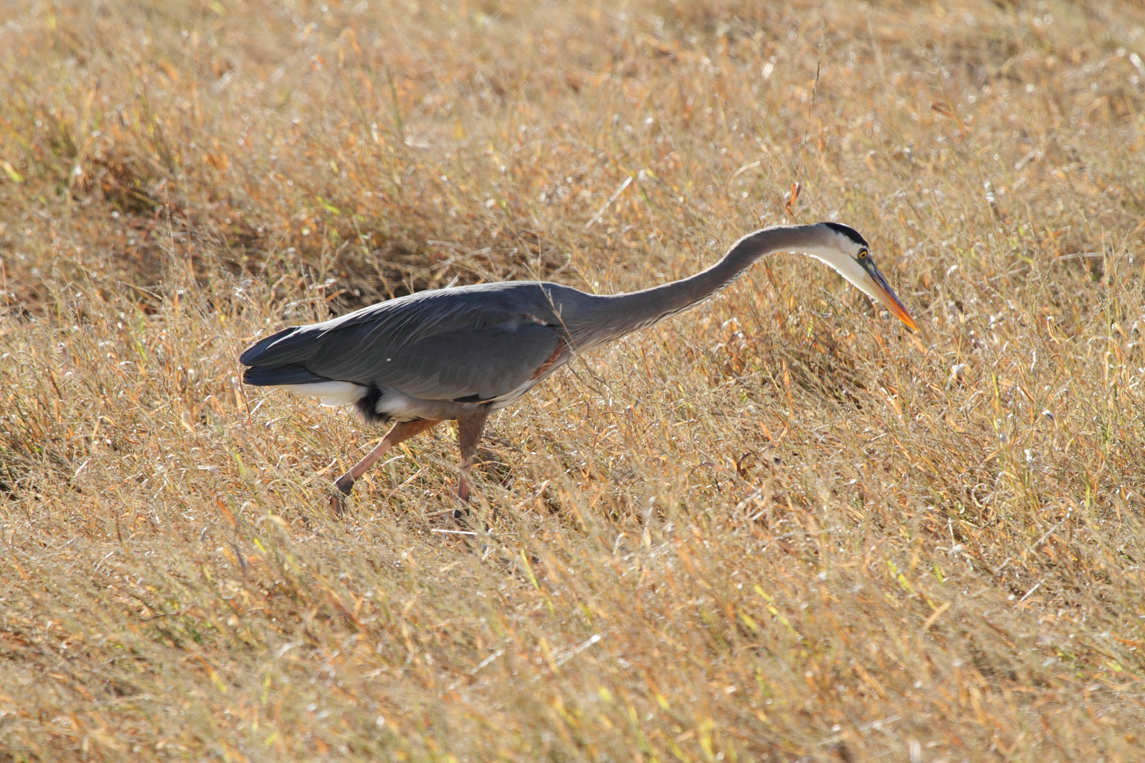 Great Blue Heron