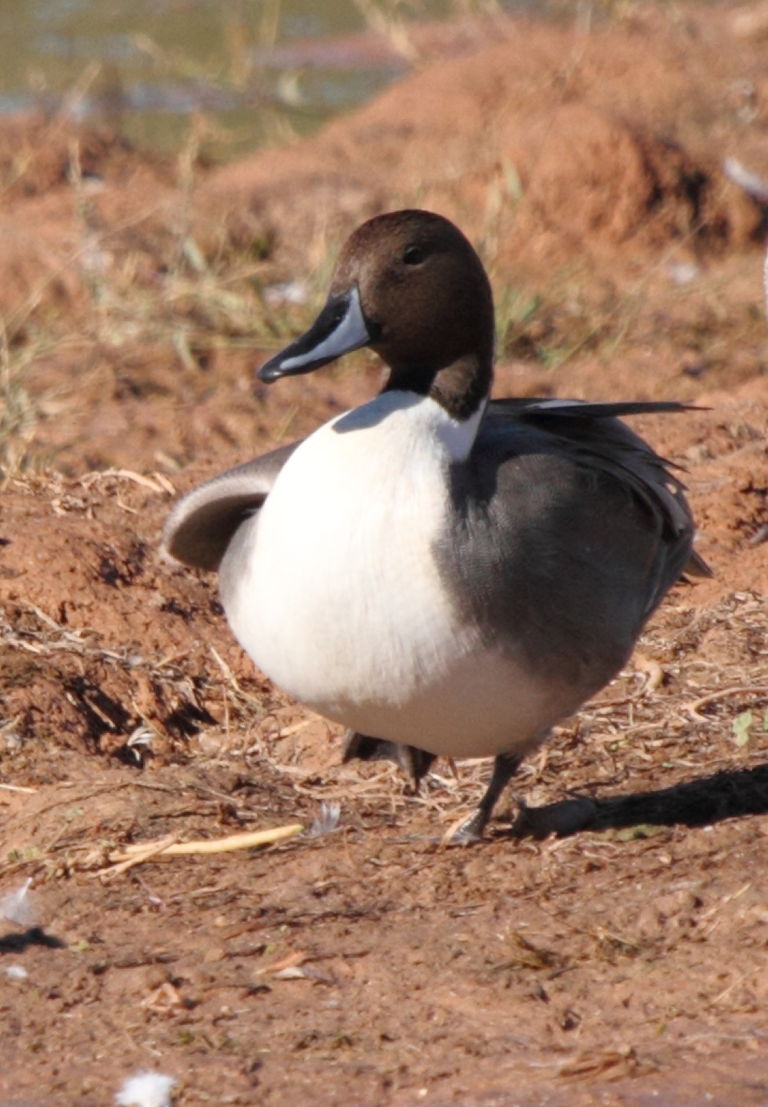 Northern Pintail