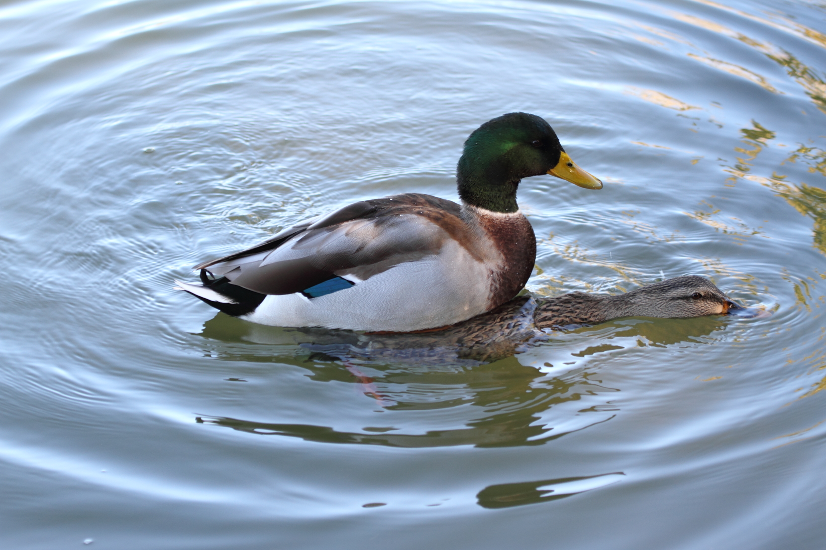 Mallard