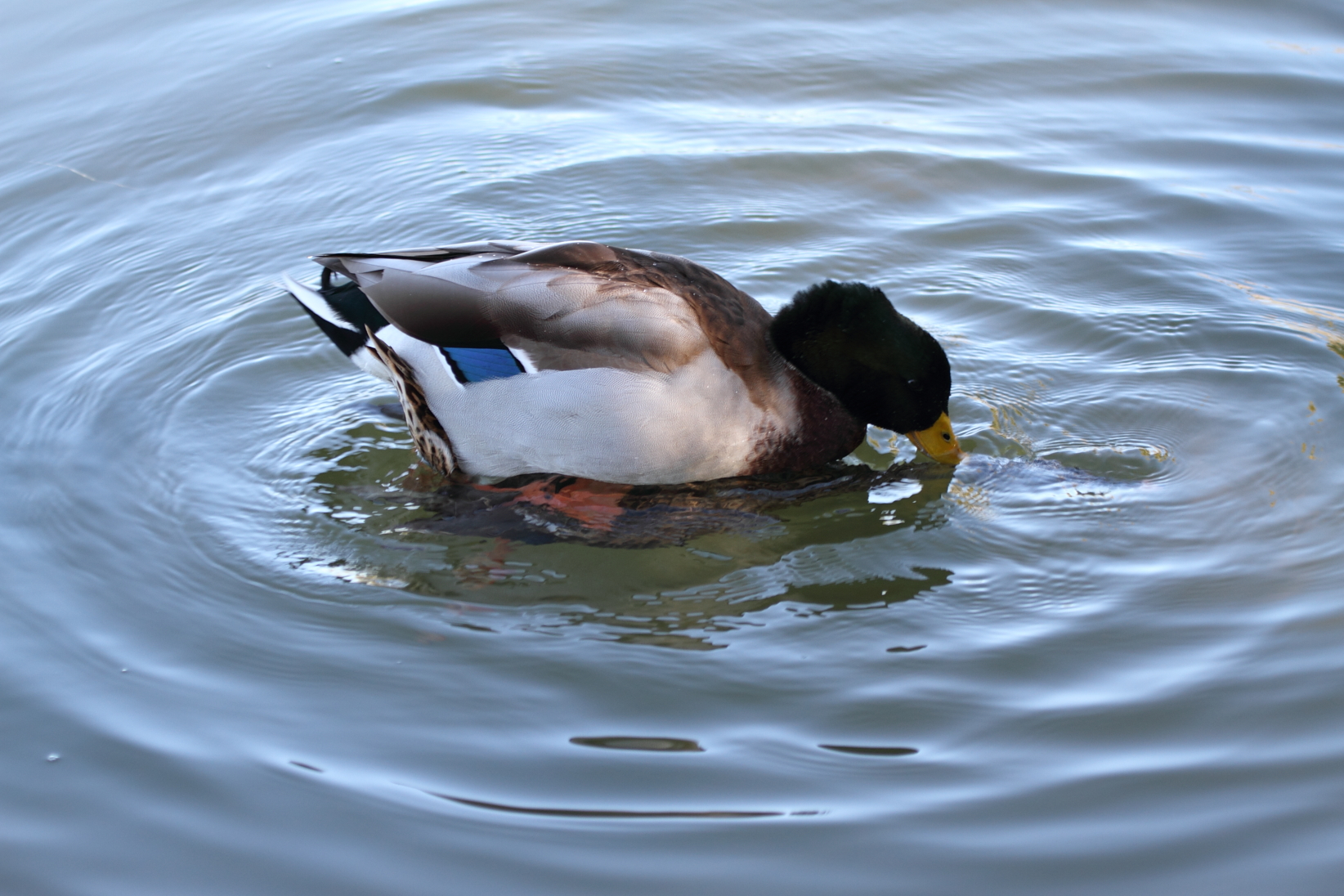 Mallard