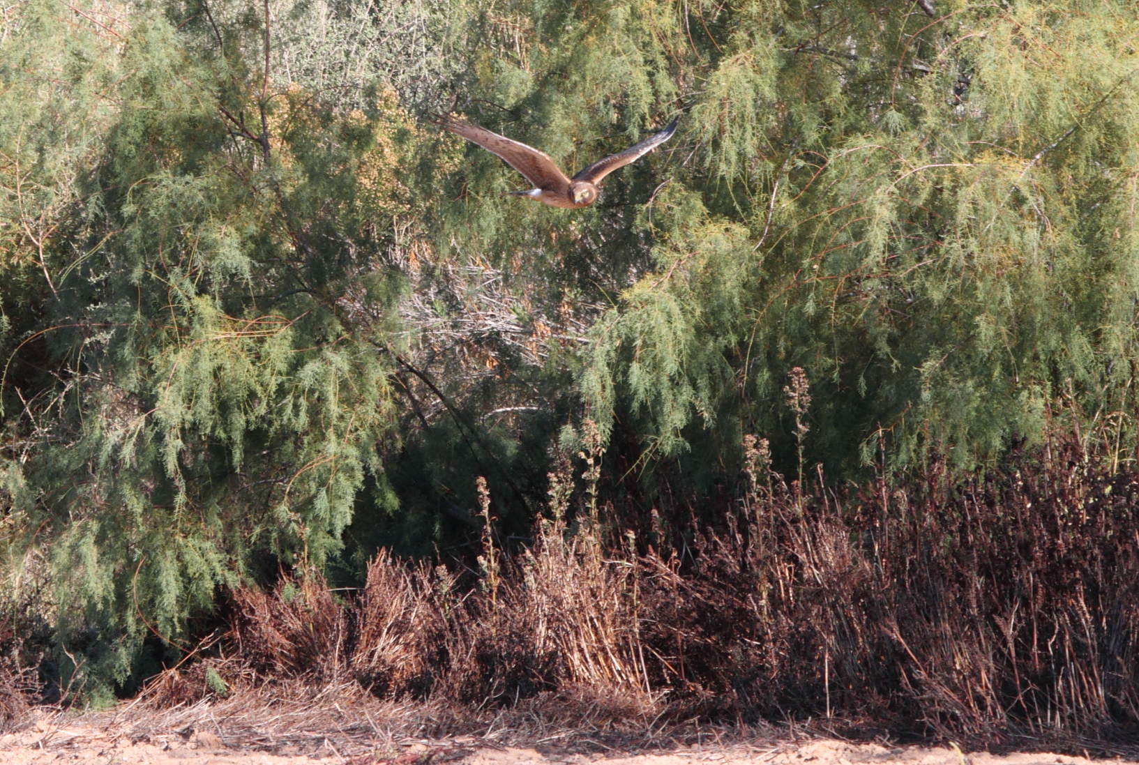 Northern Harrier