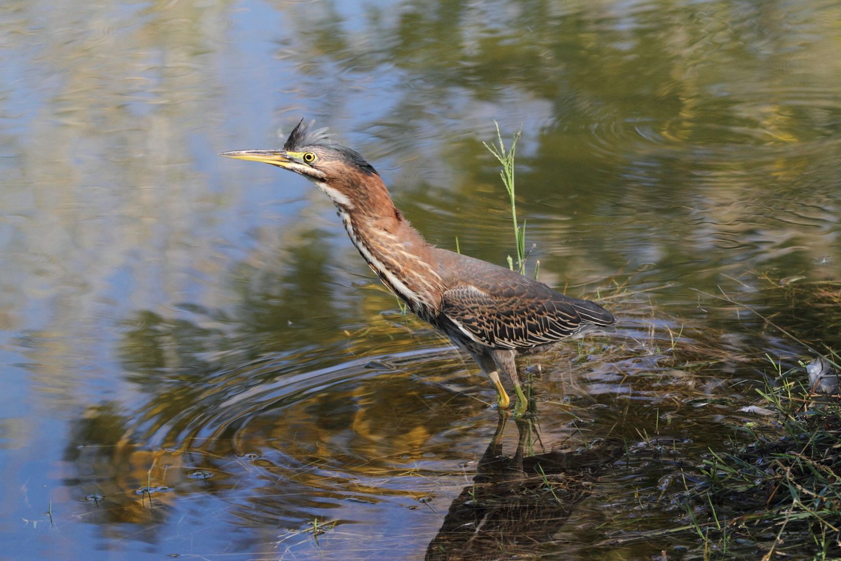 Green Heron