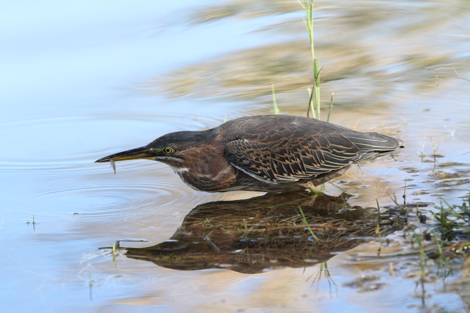 Green Heron