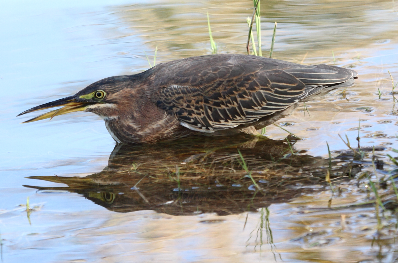 Green Heron