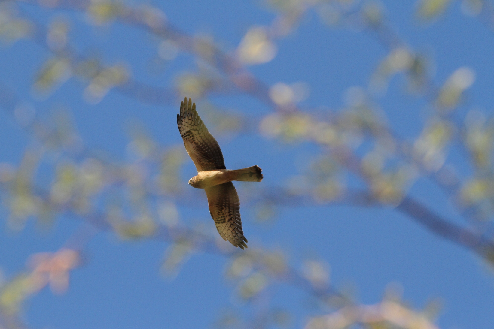 Northern Harrier