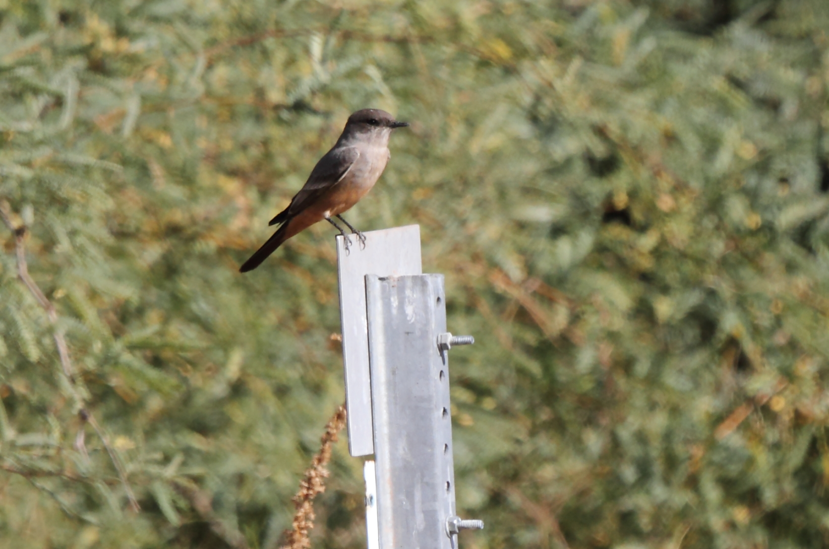 Say\'s Phoebe