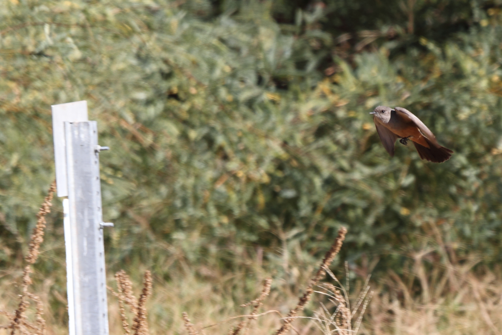 Say\'s Phoebe