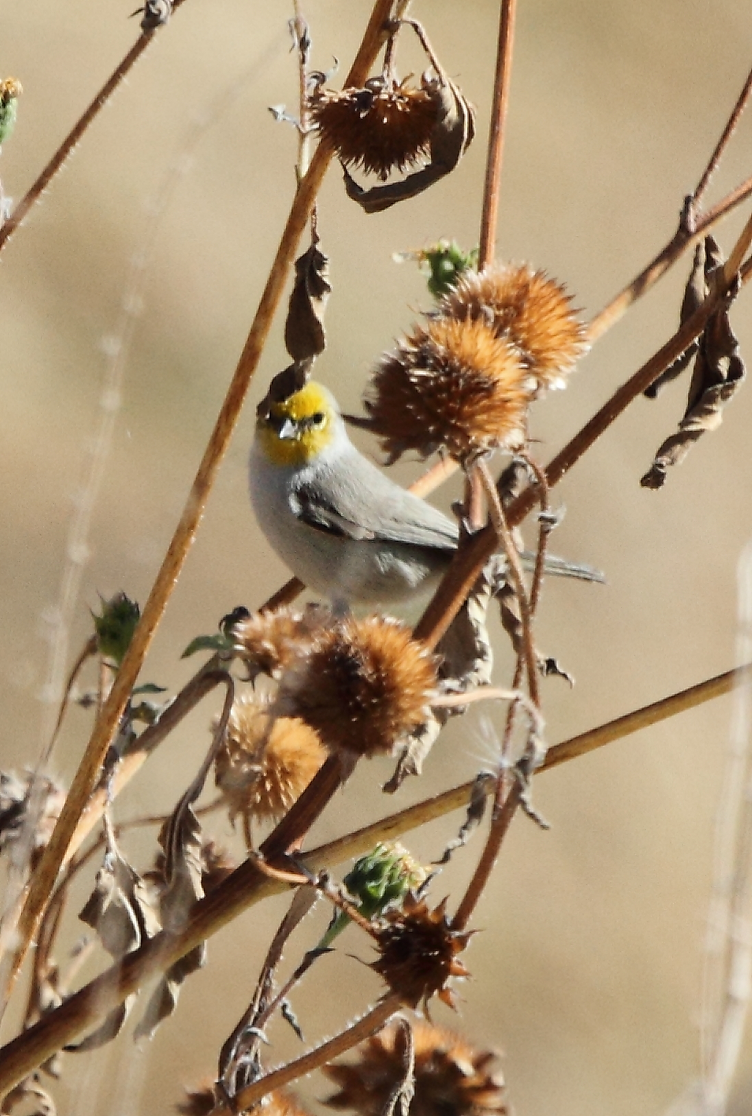 Verdin