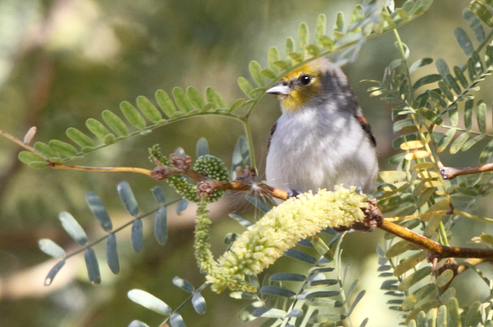 Verdin