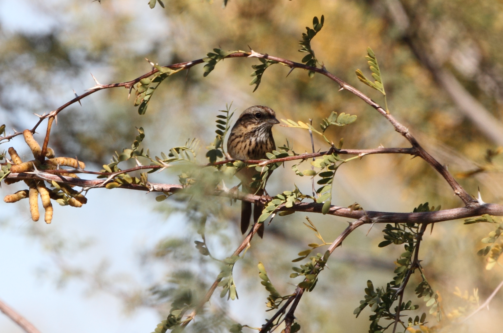 Brewers Sparrow