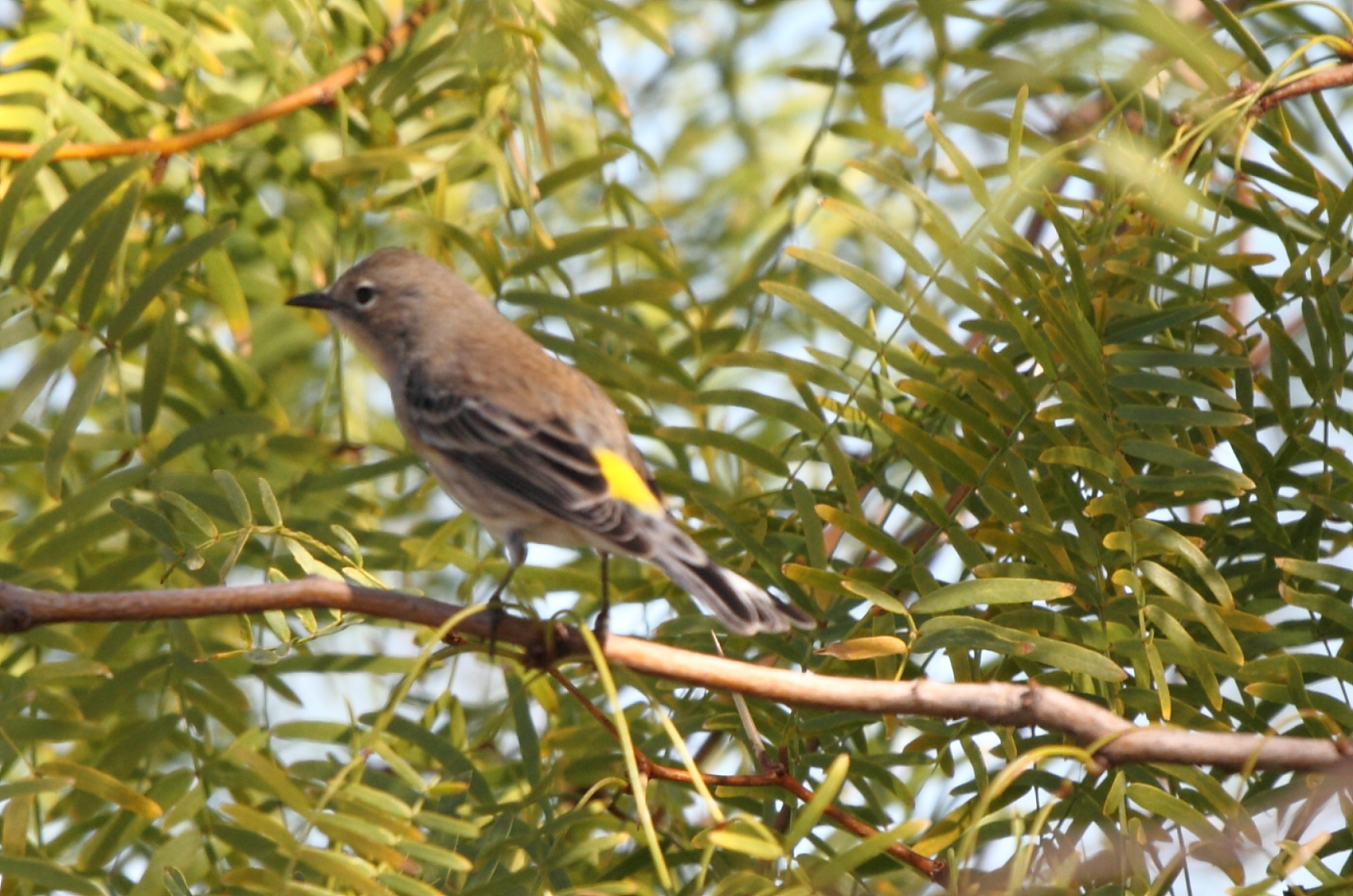 Yellow-rumped Warbler