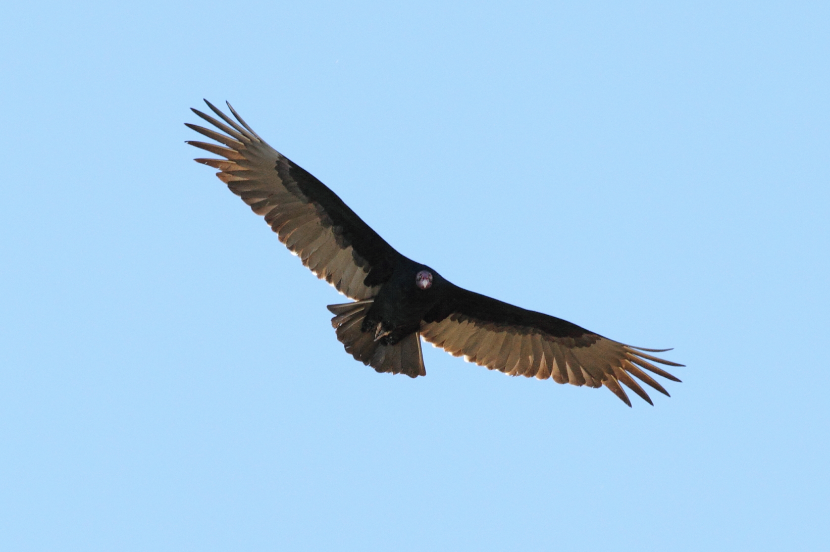 Turkey Vulture