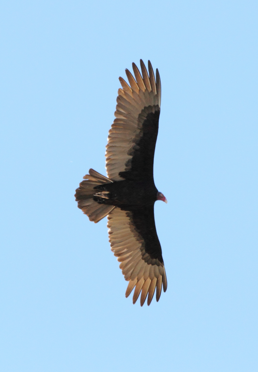 Turkey Vulture