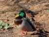 Mallard