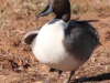 Northern Pintail