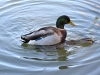 Mallard