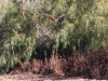 Northern Harrier