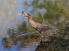 Green Heron