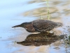 Green Heron