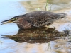 Green Heron