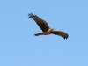 Northern Harrier