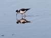 Black-necked Stilt