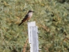 Say's Phoebe