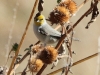 Verdin