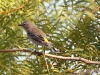 Yellow-rumped Warbler