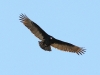 Turkey Vulture