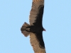 Turkey Vulture