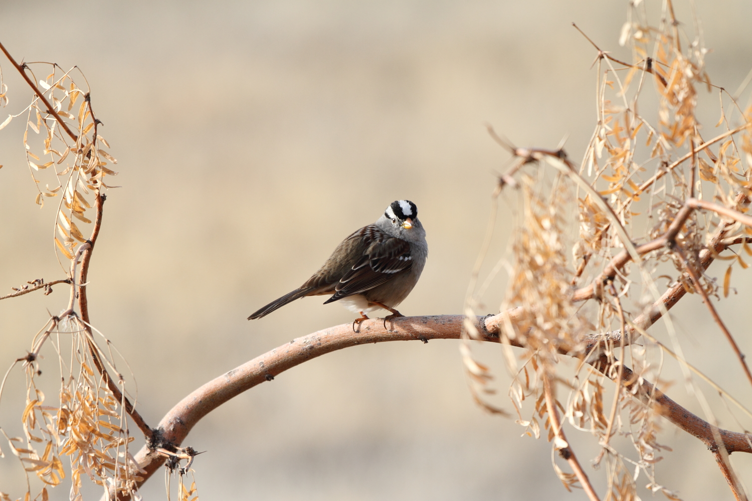 White-crowned Sparrow