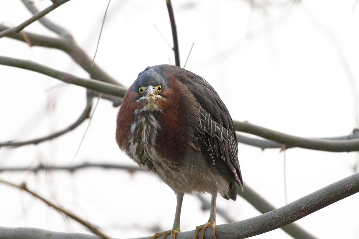 Green Heron