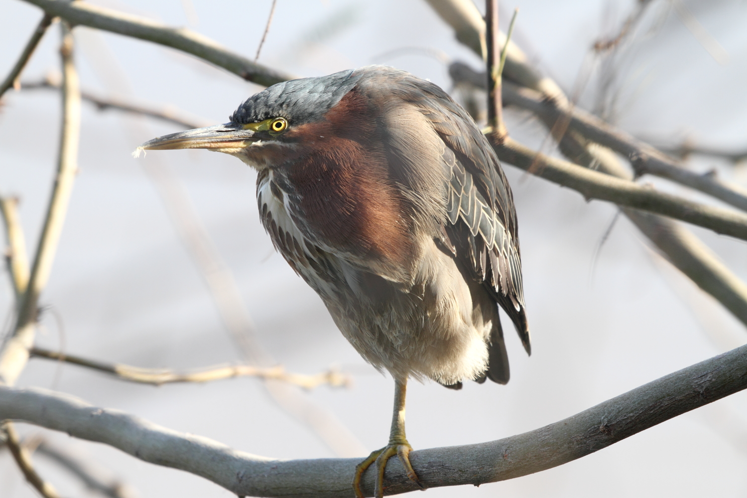 Green Heron