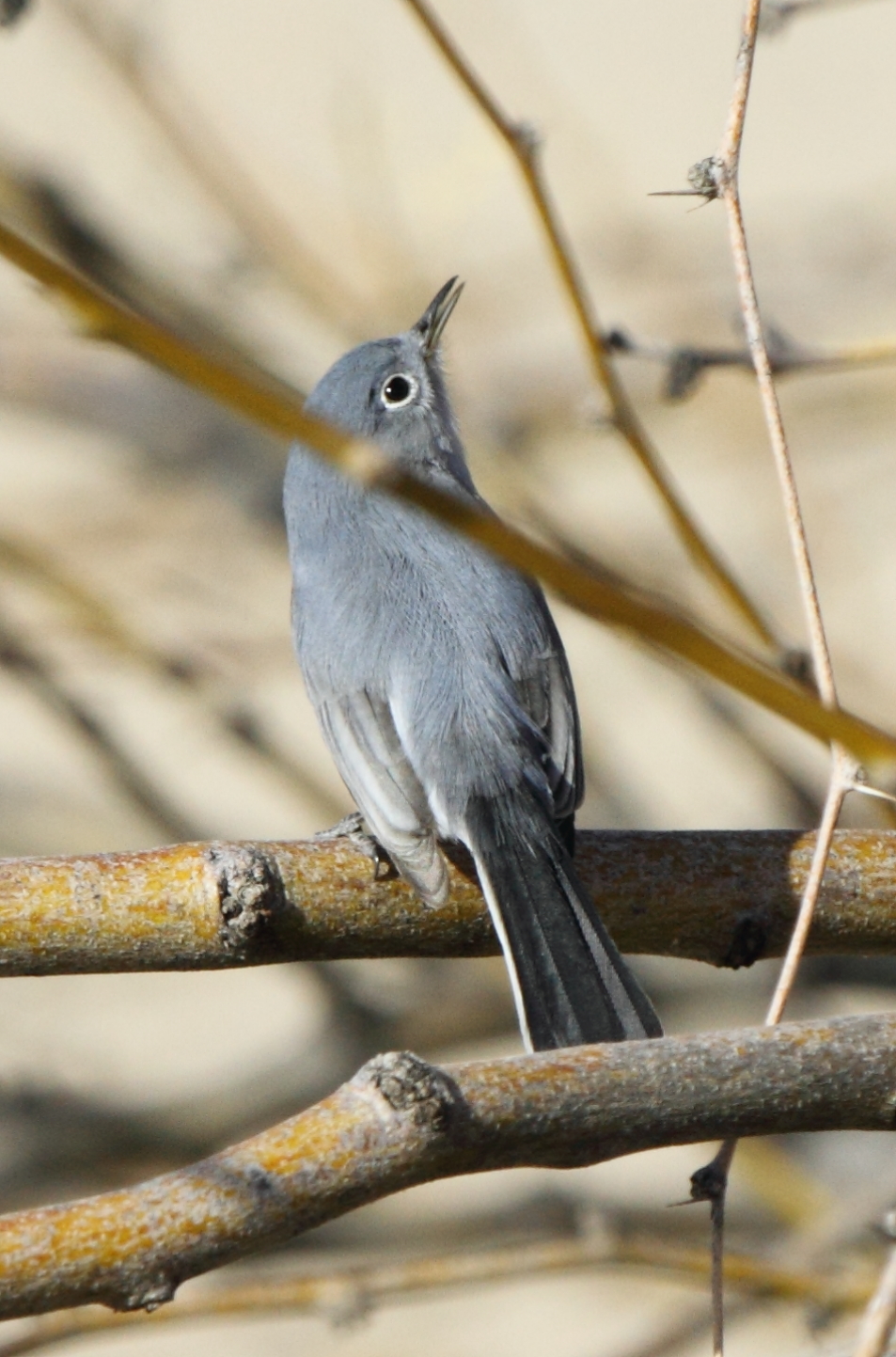 Blue-gray Gnatcatcher