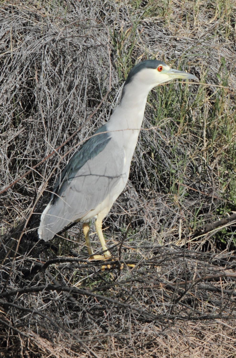 Black-crowned Night Heron