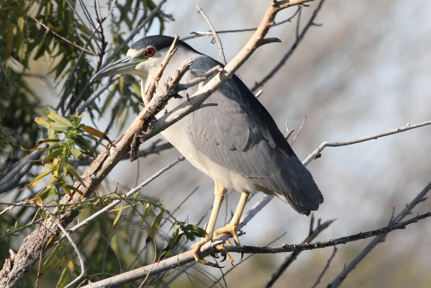 Black-crowned Night Heron