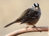 White-crowned Sparrow