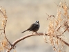 White-crowned Sparrow