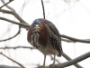 Green Heron