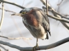 Green Heron