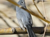 Blue-gray Gnatcatcher