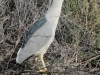 Black-crowned Night Heron