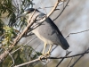 Black-crowned Night Heron