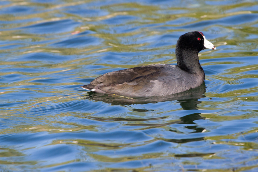 American Coot