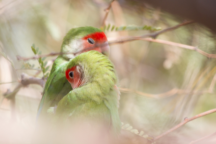 Peach-faced Lovebird