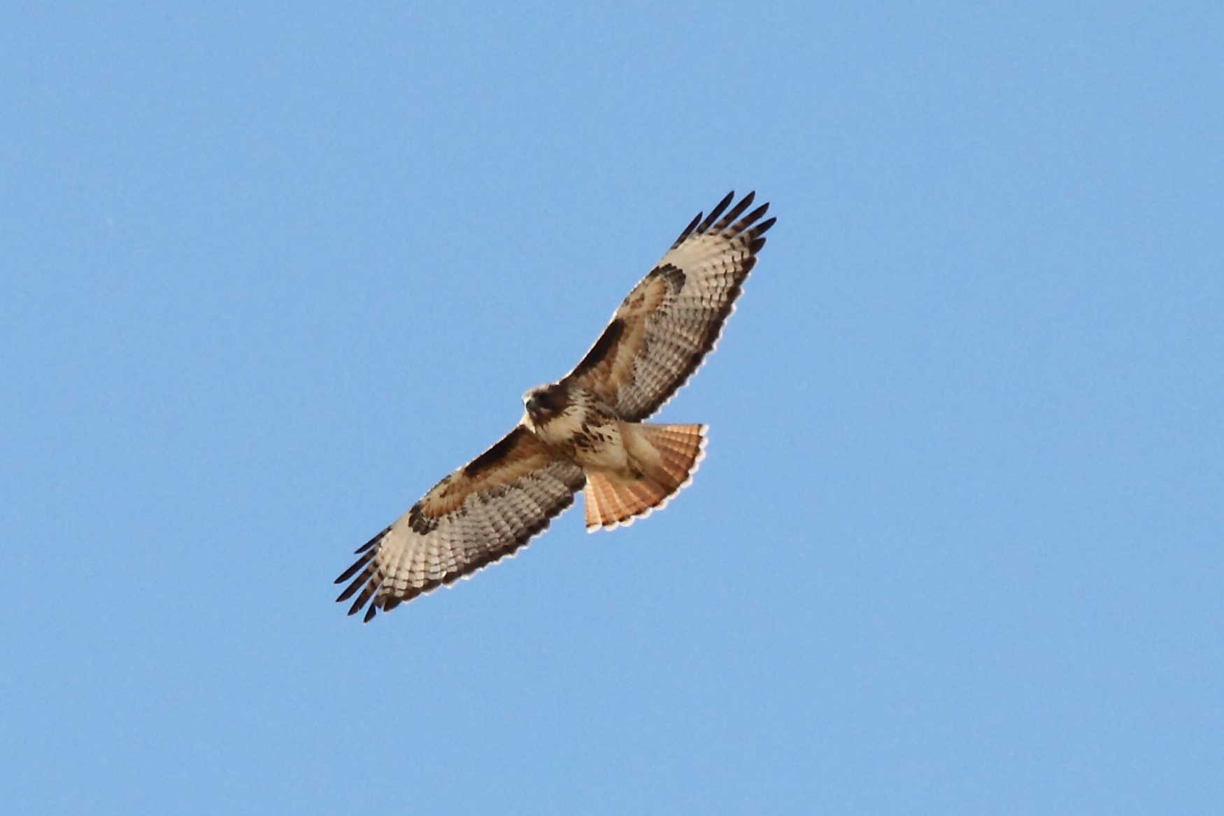 Red-tailed Hawk