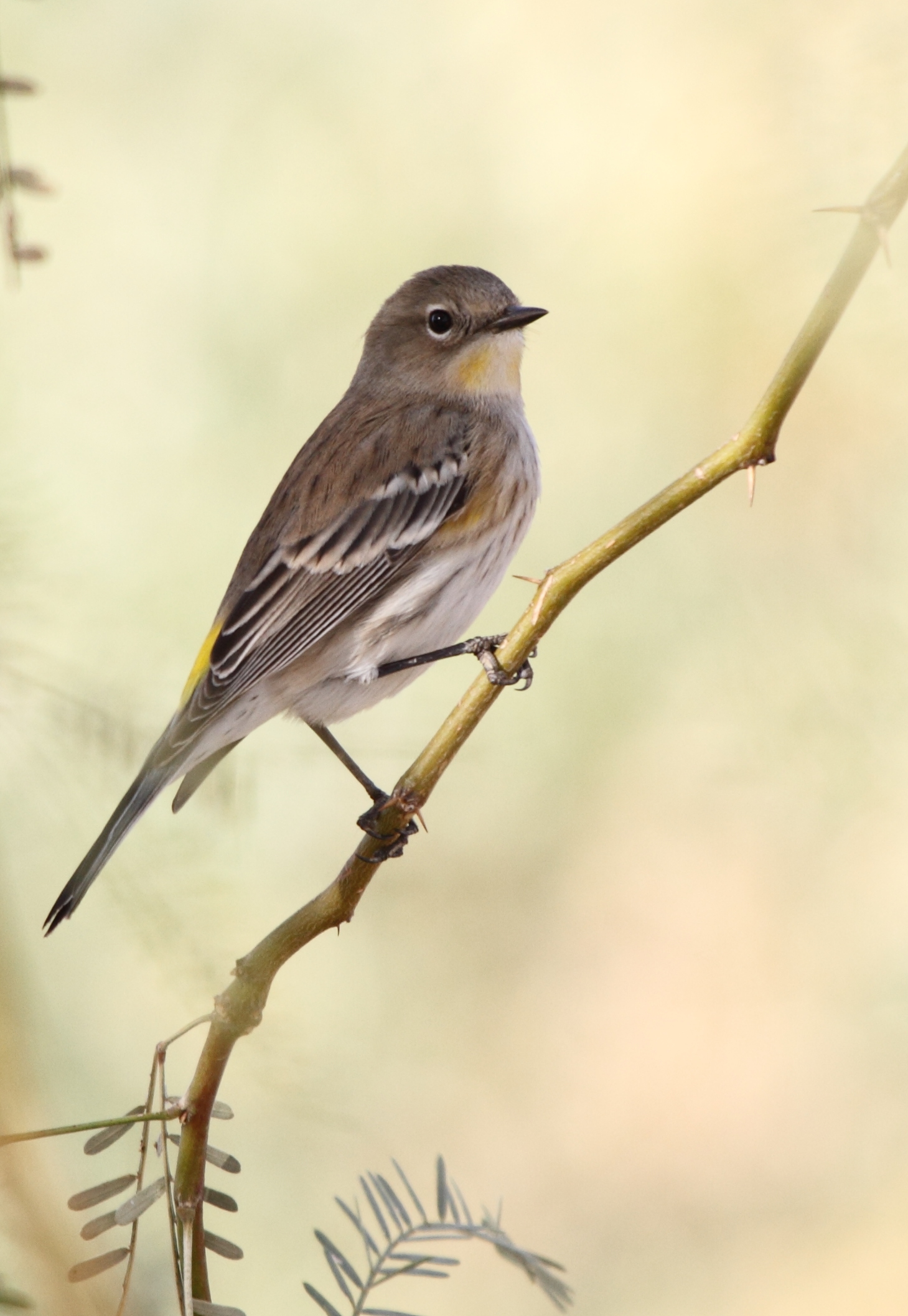 Yellow-rumped Warbler