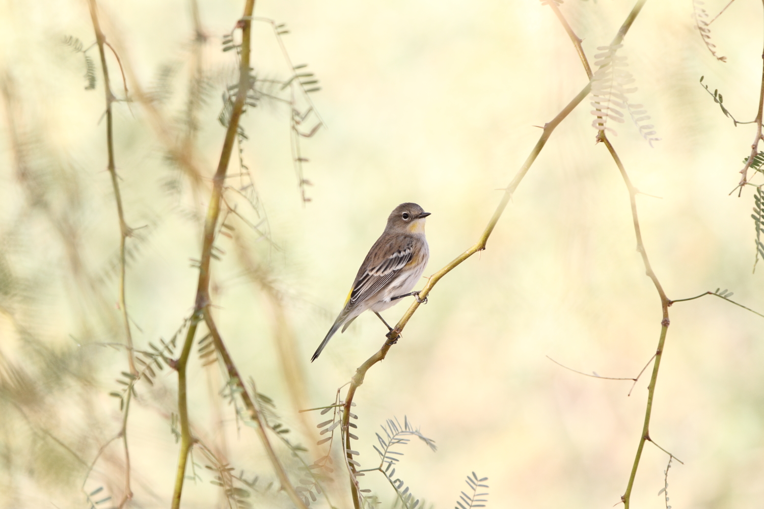 Yellow-rumped Warbler